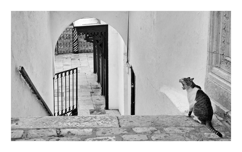 photo "Lion :)" tags: , 