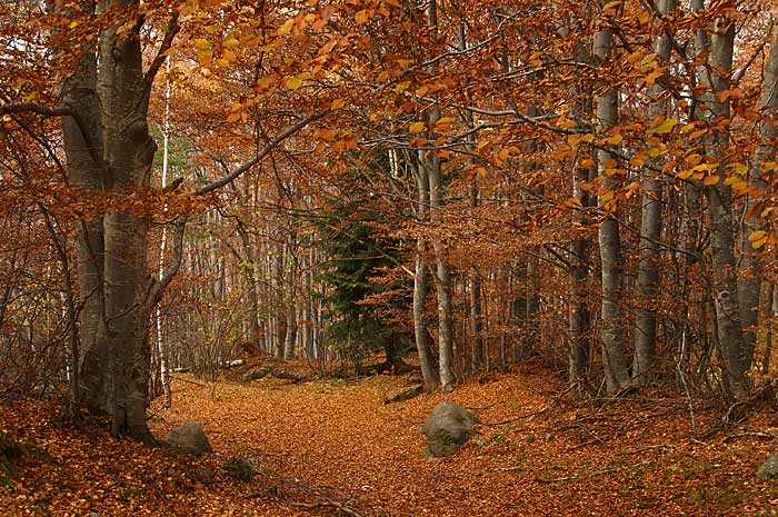 фото "The autumn is here" метки: пейзаж, осень