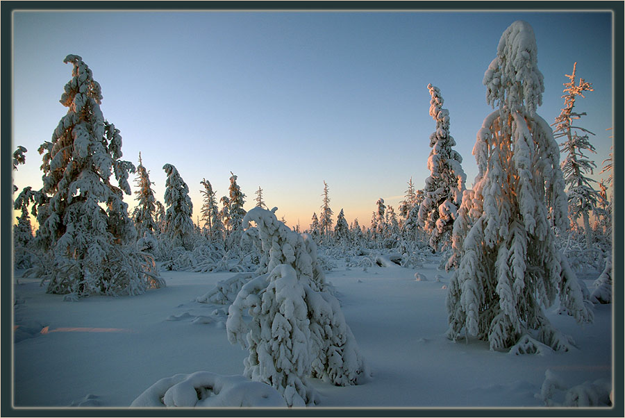 photo "***" tags: landscape, forest, winter