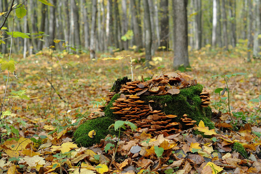 photo "***" tags: landscape, autumn, forest