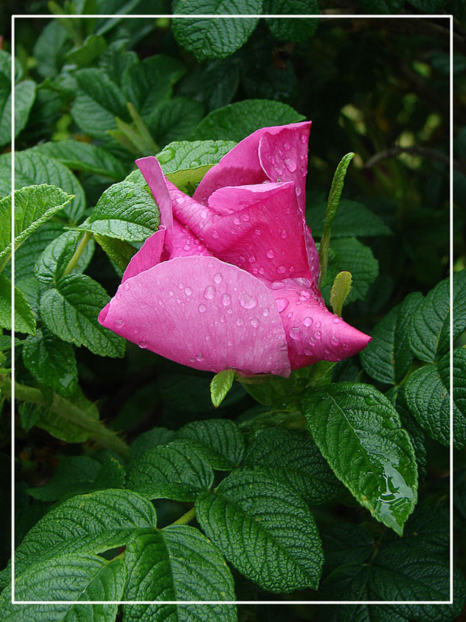 photo "***" tags: nature, flowers