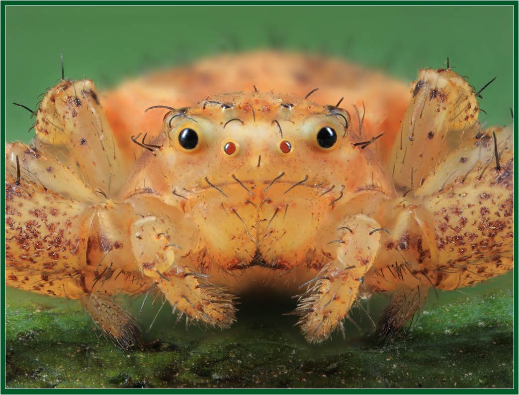 фото "Портрет паука" метки: макро и крупный план, жанр, 