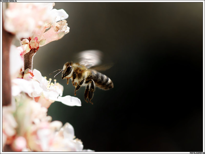 photo "Smell Of Spring" tags: nature, insect