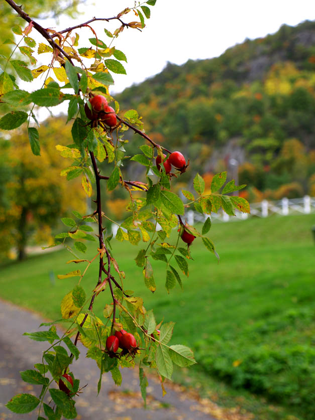 photo "Rosehip" tags: landscape, autumn, forest