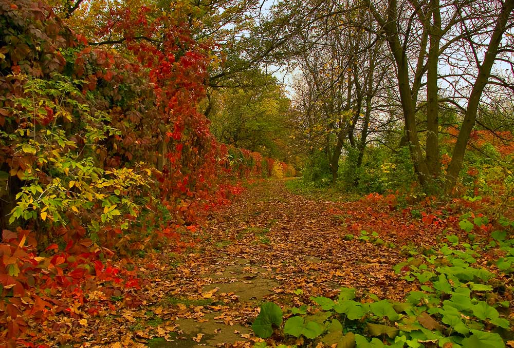 photo "***" tags: landscape, autumn