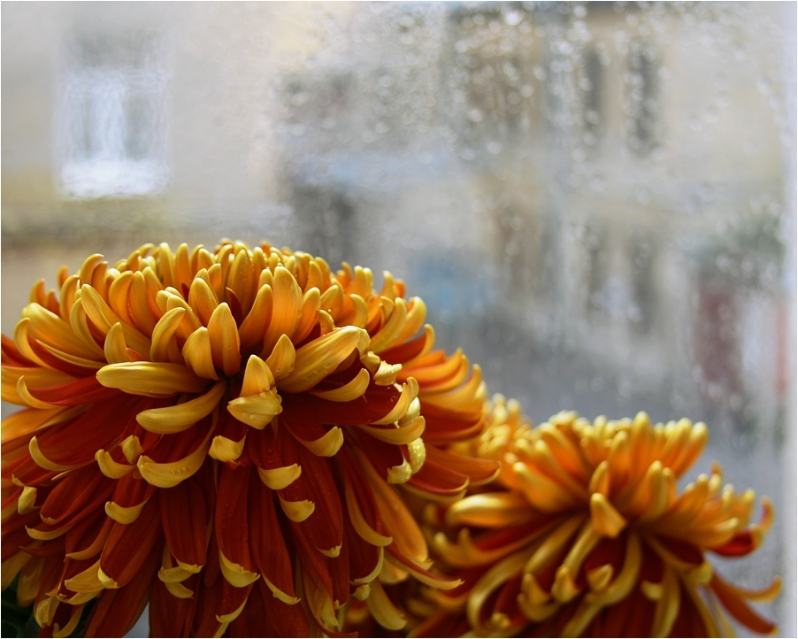 photo "October" tags: still life, nature, flowers