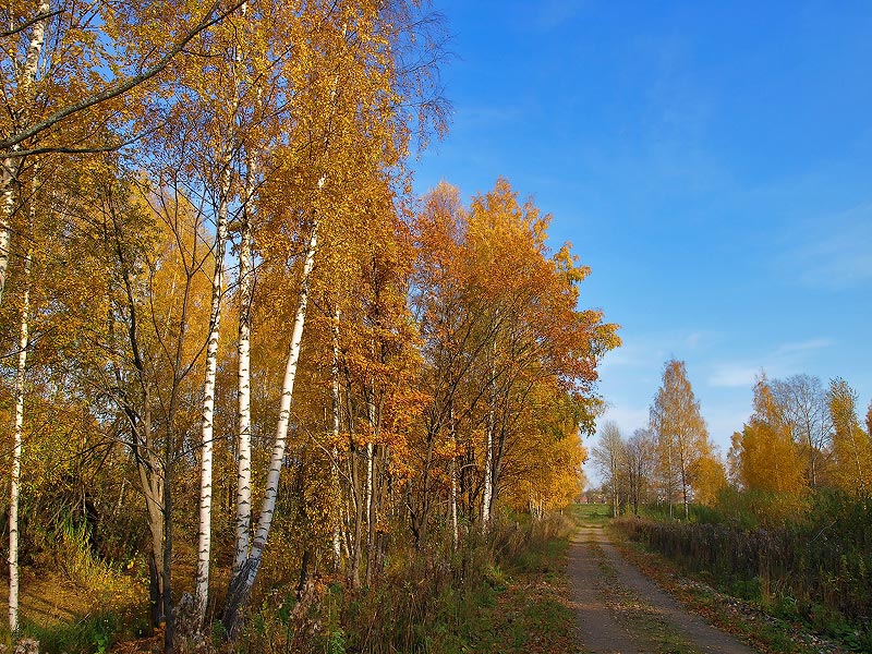 фото "дорога в осень" метки: пейзаж, осень