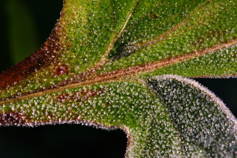 photo "***" tags: macro and close-up, abstract, 