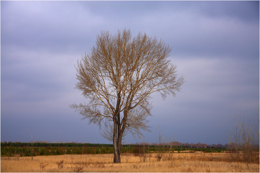 фото "Одинокий..." метки: пейзаж, осень