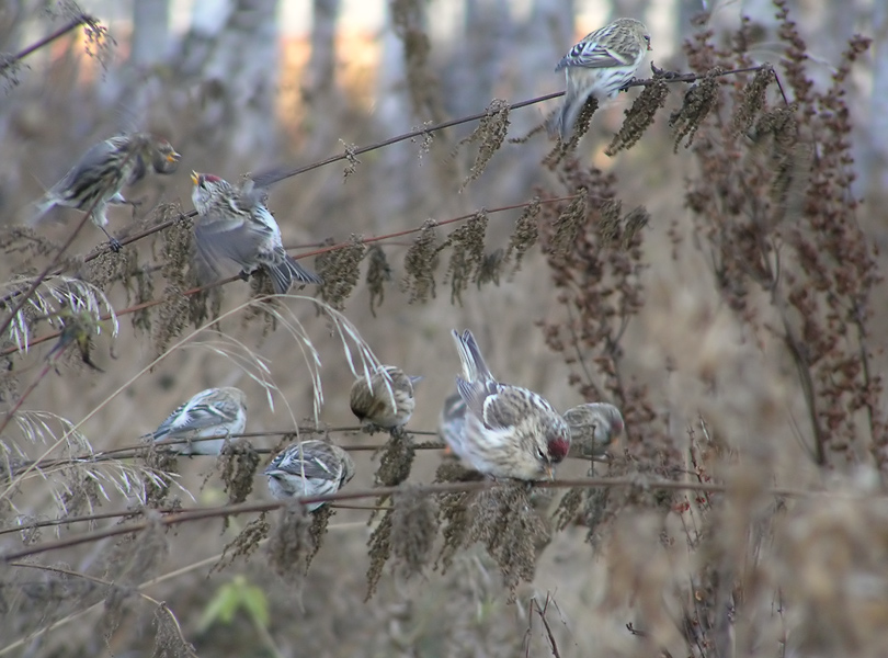 photo "Redpolls" tags: nature, wild animals