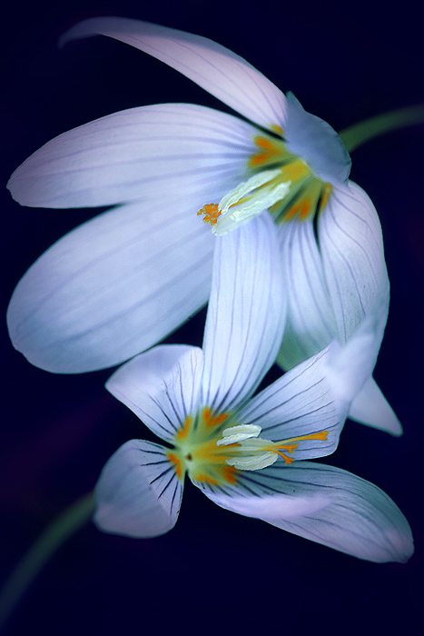 photo "***" tags: nature, macro and close-up, flowers