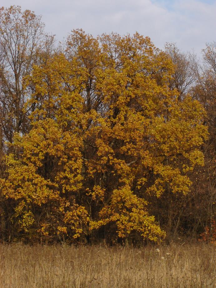 photo "***" tags: landscape, autumn