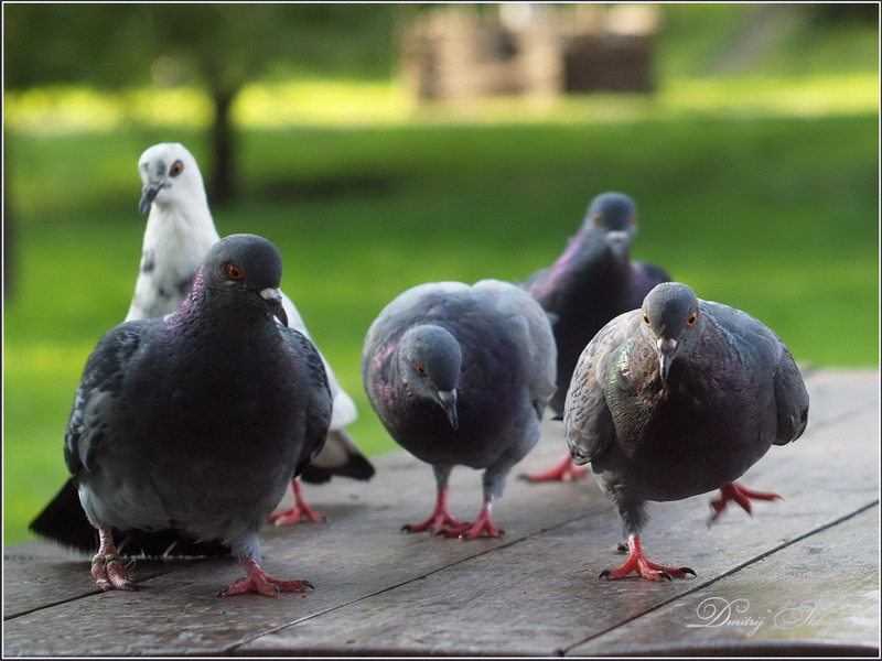 photo "Food !!!!!" tags: nature, wild animals