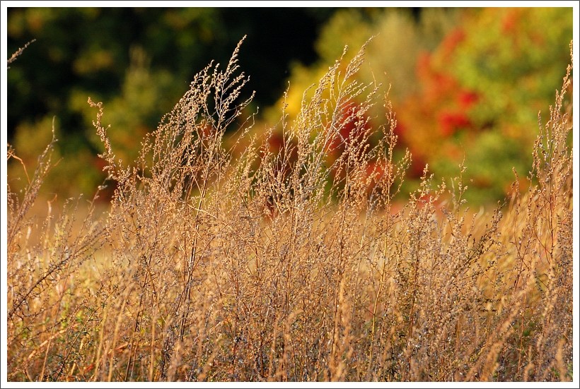 photo "autumn colors: dry" tags: landscape, autumn