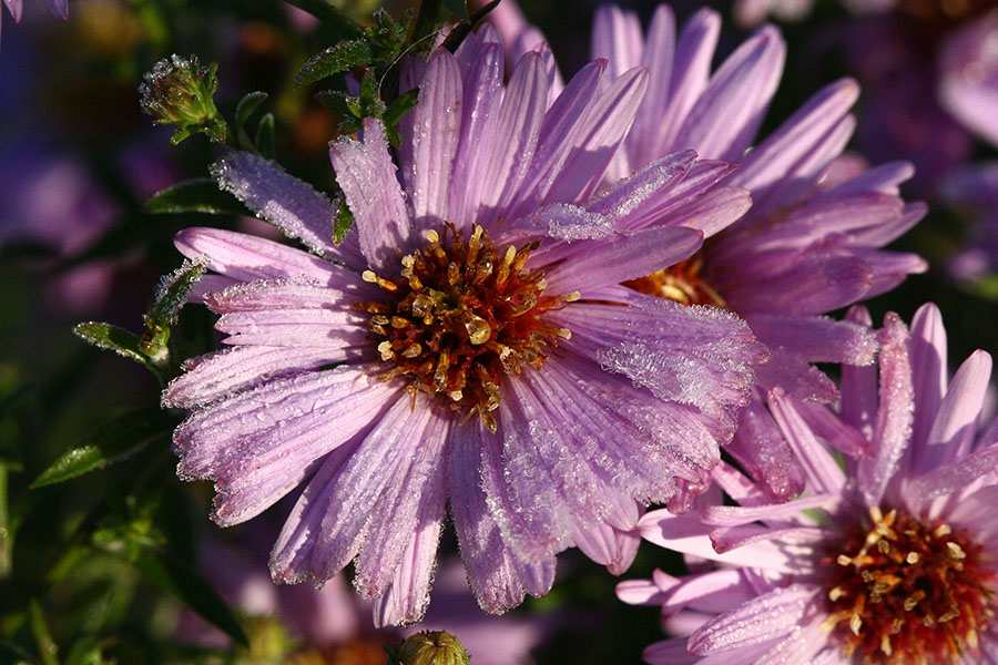 photo "***" tags: macro and close-up, nature, flowers