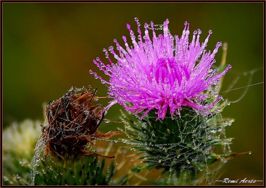 фото "drops" метки: природа, фрагмент, цветы