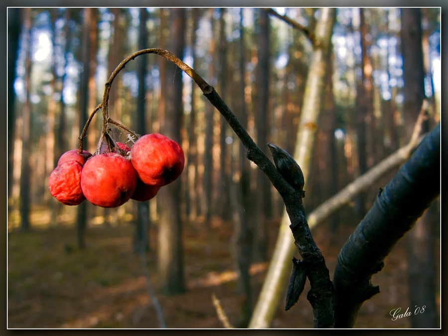photo "Autumn berries" tags: macro and close-up, nature, flowers