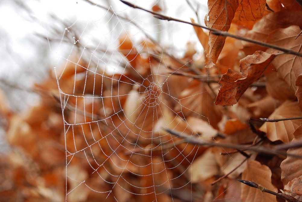 photo "Oh, a spider-little spider. No, networks in such weather do not dry..." tags: landscape, nature, autumn, insect