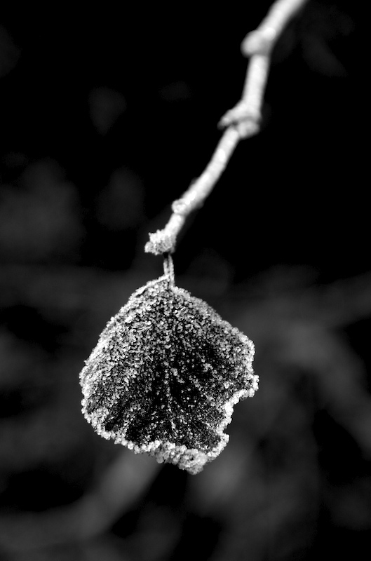 photo "frozen leaf" tags: nature, macro and close-up, flowers