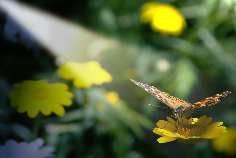 photo "Borboleta ao sol" tags: nature, insect