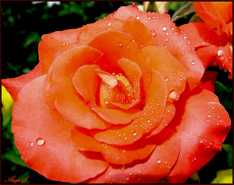 photo "Роза." tags: nature, flowers, розы