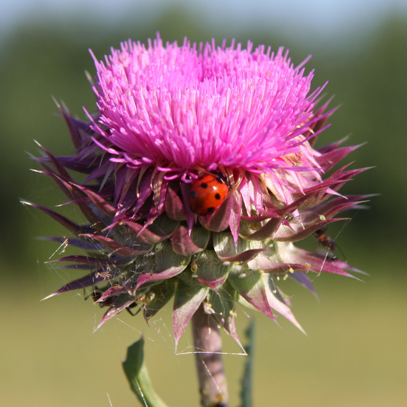 photo "***" tags: macro and close-up, 