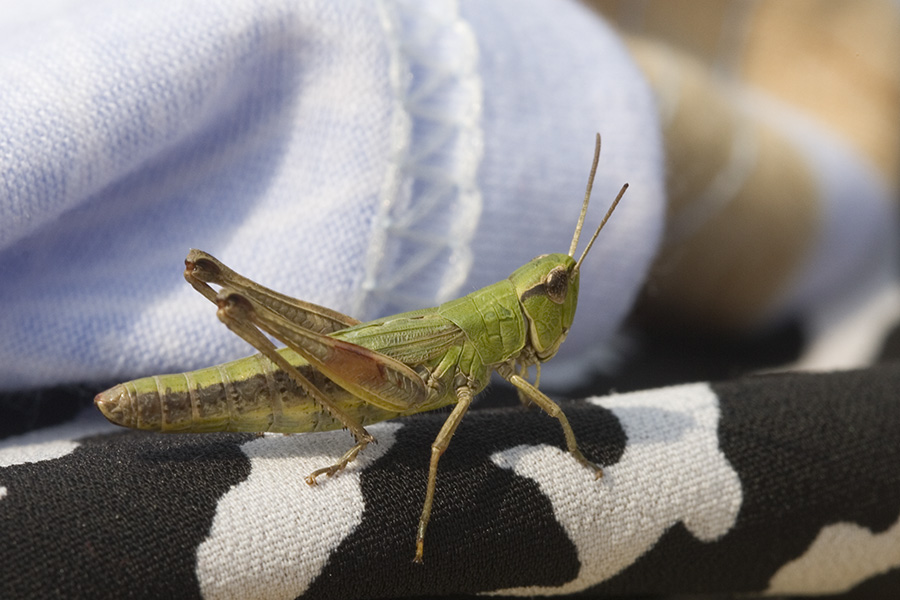 photo "***" tags: macro and close-up, nature, insect