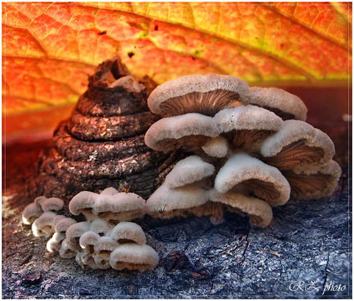 фото "грибочки под листочком" метки: пейзаж, природа, осень, цветы