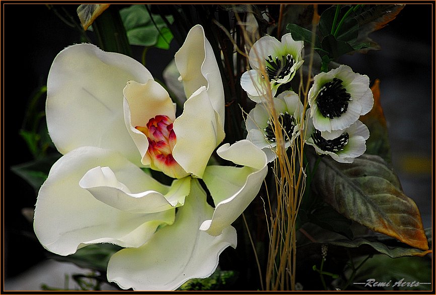 фото "if you like flowers" метки: природа, макро и крупный план, цветы