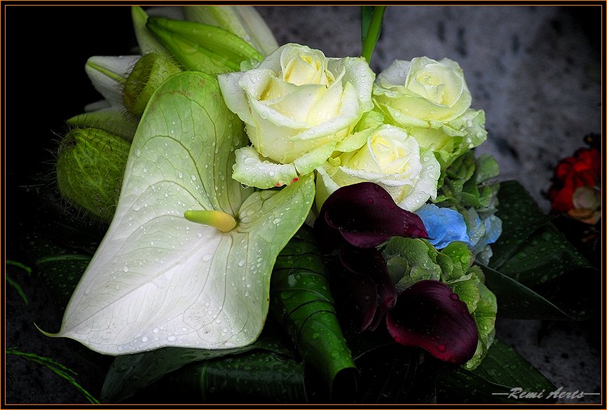 photo "very fresh flowers" tags: nature, macro and close-up, flowers