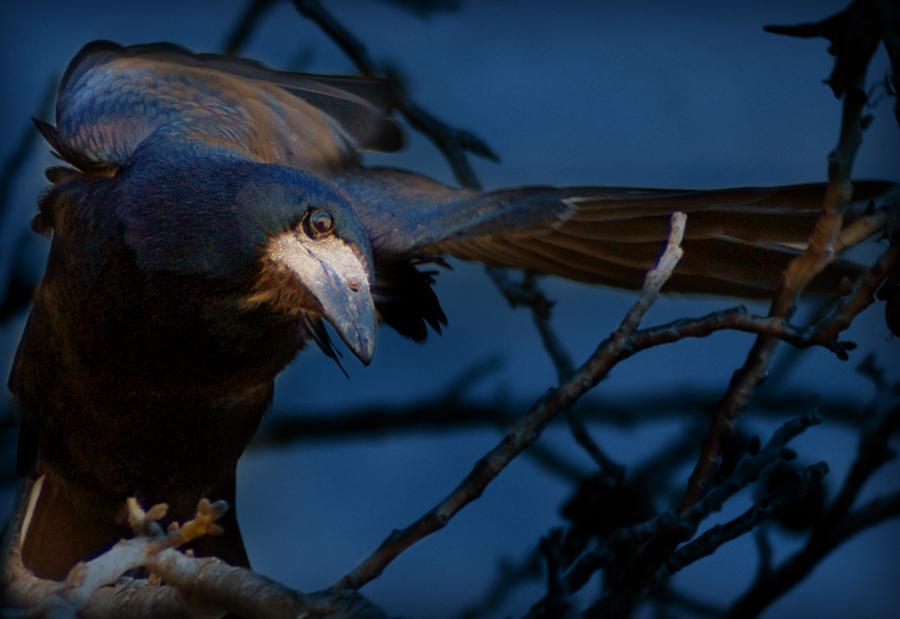 photo "Raven" tags: nature, wild animals