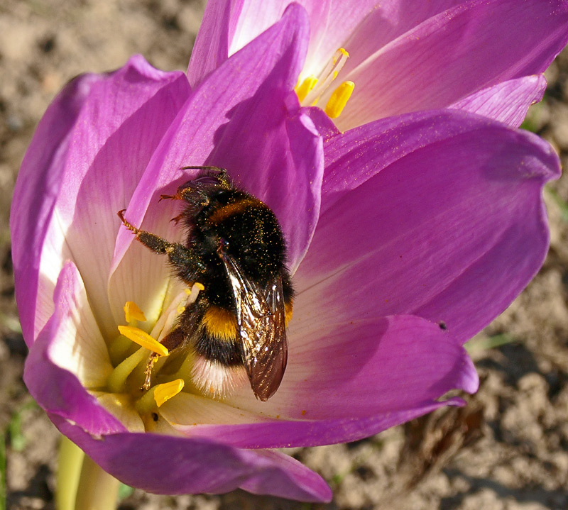 photo "***" tags: macro and close-up, nature, insect