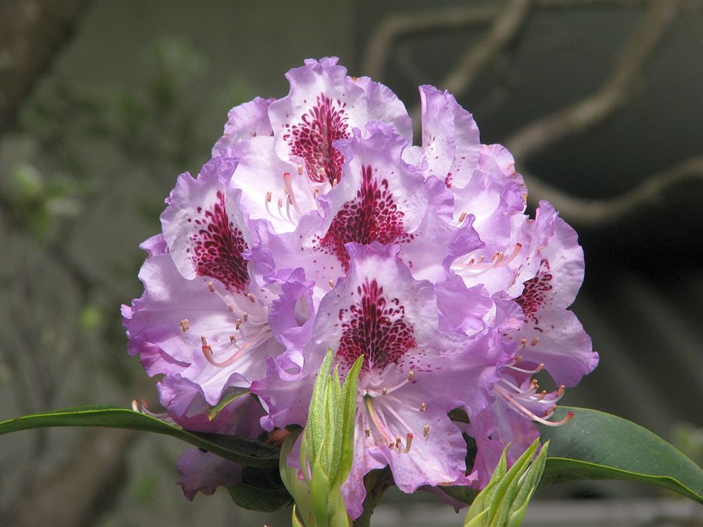 photo "Rhododenron in Spring" tags: nature, flowers