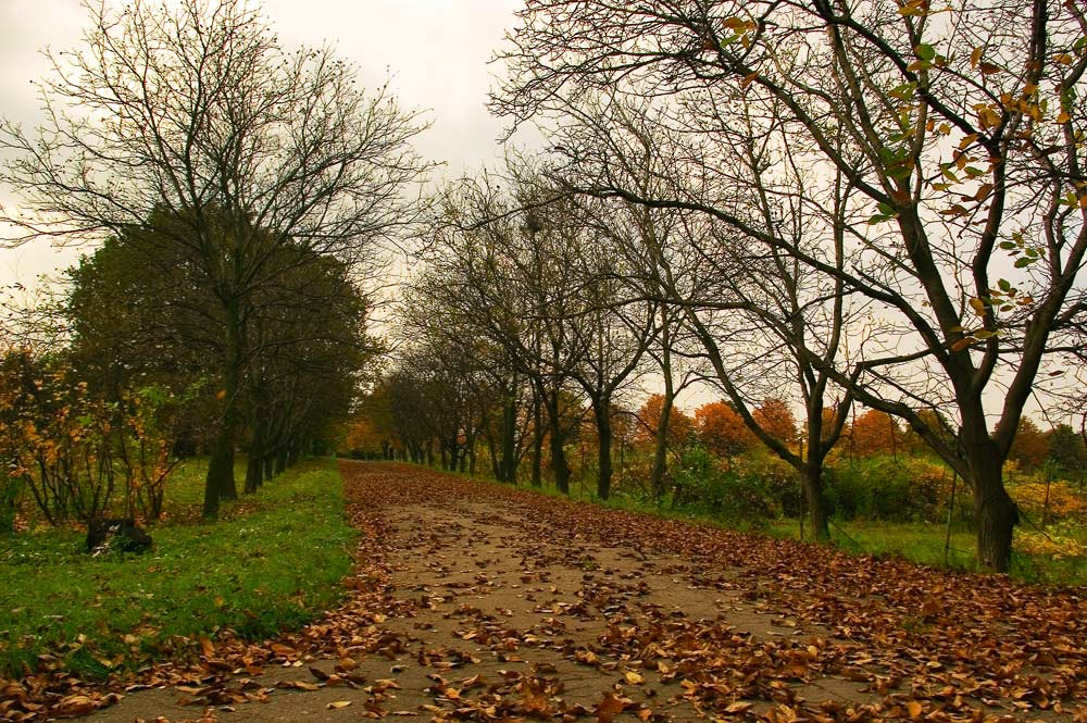 фото "Осенняя меланхолия" метки: пейзаж, осень