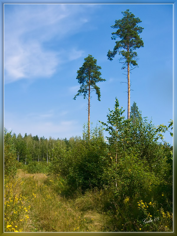 photo "Survived" tags: landscape, forest, summer