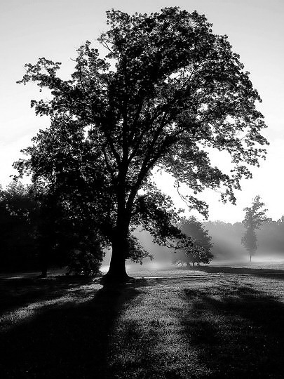 photo "Дерево" tags: landscape, black&white, 