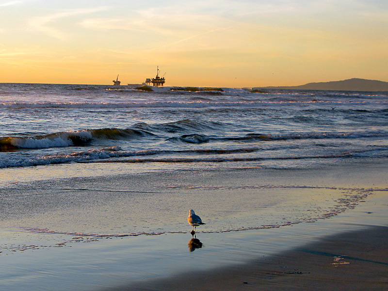photo "Bird at the beach" tags: landscape, water