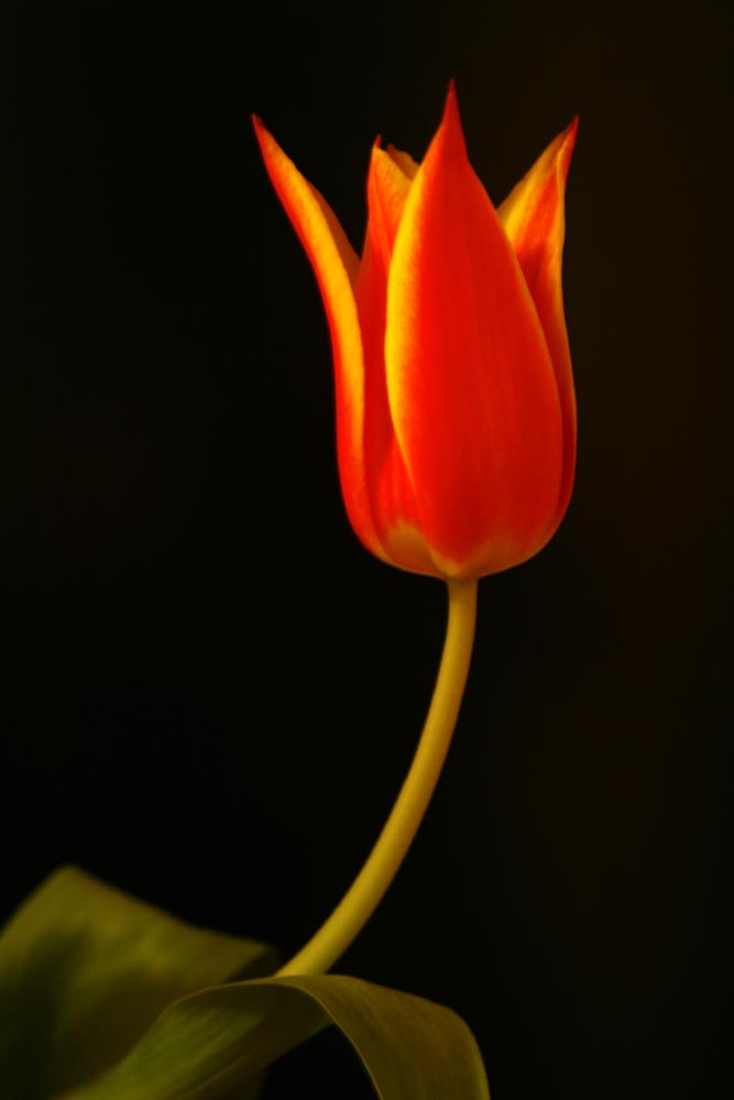 photo "tulip" tags: nature, flowers