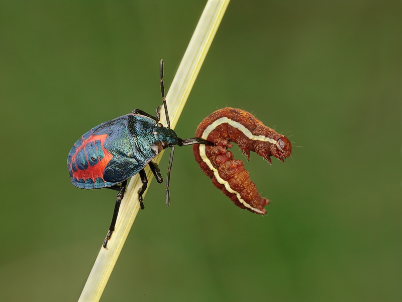 фото "Predator" метки: природа, макро и крупный план, насекомое