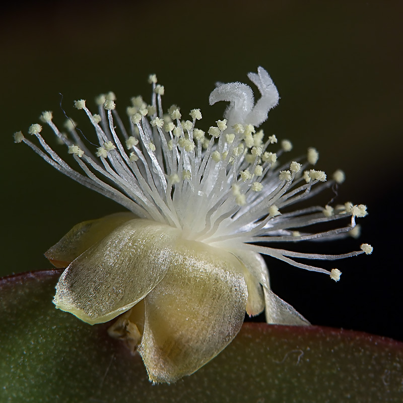 photo "***" tags: macro and close-up, nature, flowers