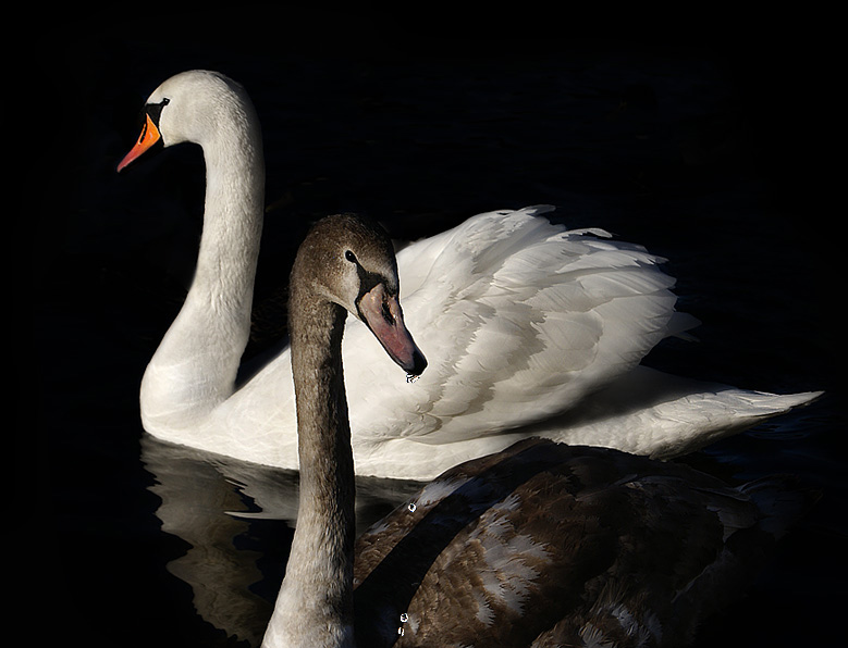 photo "White and Grey" tags: nature, wild animals