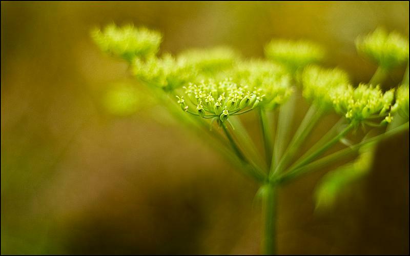 photo "onion" tags: nature, flowers