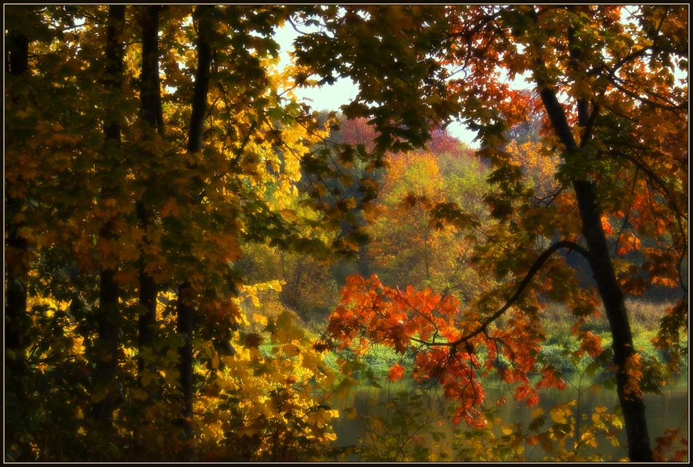 photo "Colour copper of autumn" tags: landscape, autumn