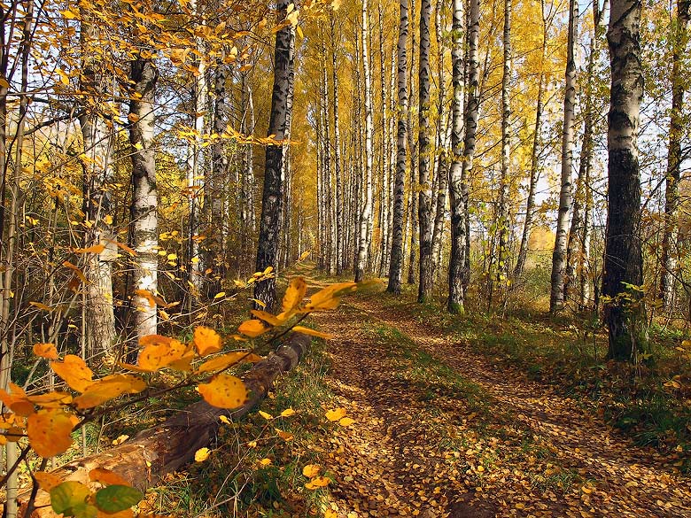 photo "***" tags: landscape, autumn