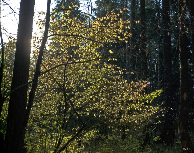 фото "Солнечный бересклет" метки: пейзаж, лес, осень