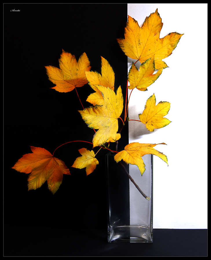 photo "Autumn etude" tags: still life, 