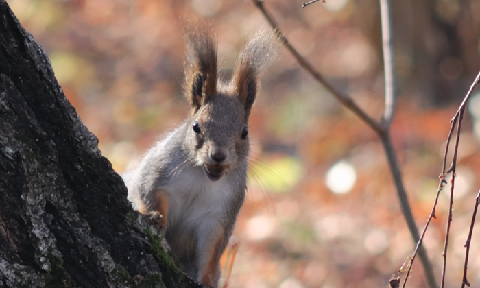 photo "***" tags: nature, wild animals