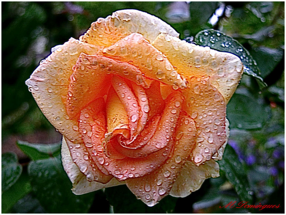 photo "Rose" tags: macro and close-up, nature, flowers