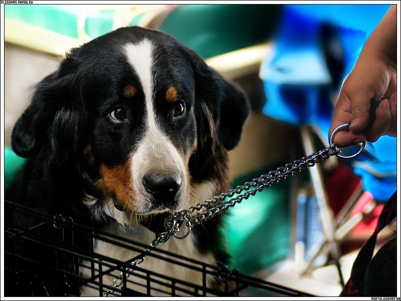 photo "The DOG Sight!" tags: nature, pets/farm animals