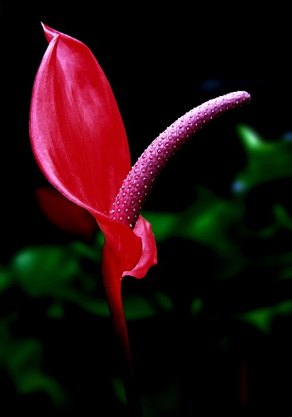 фото "Либидо" метки: природа, цветы